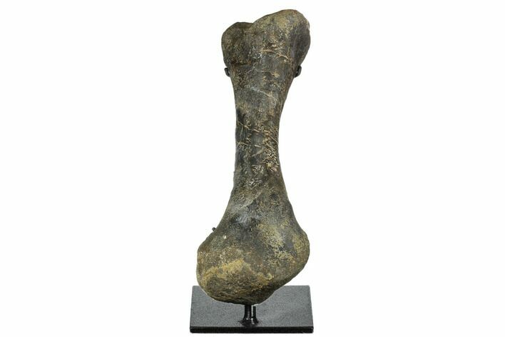 Hadrosaur (Hypacrosaur) Metatarsal with Metal Stand - Montana #173485